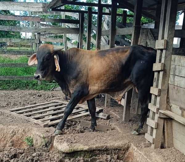 animales